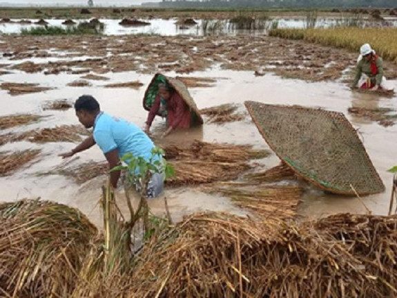 धानबालीमा पूर्ण रूपमा क्षति भएका कृषकलाई ६५ प्रतिशत सरकारी क्षतिपूर्ति